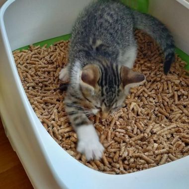 Cat Litter