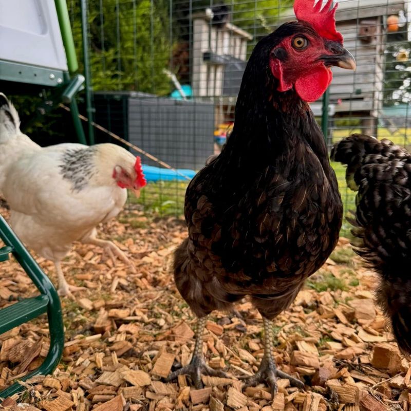Chicken Wood Chips
