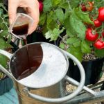 Levington Tomorite 500ml 