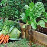 Horse Manure Farmyard Compost