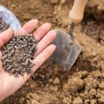 Chicken manure pellets