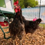 bedding for chickens and ducks