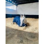 horse bedding 