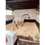 Bedding for horses and ponies