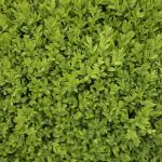 box plant fertiliser