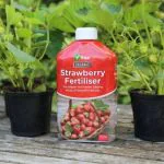 Organic Strawberry Feed 1ltr