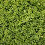 Buxus Feed 5kg Tub