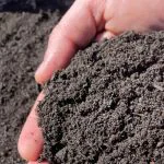 Loam top soil