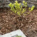 landscaping bark