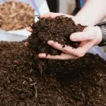 mushroom compost for veg patches