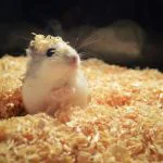 hamster bedding